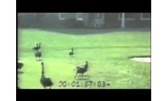 Bird-X GooseBuster Uses Unique Recordings to Repel Canada Geese (Short Version) Video