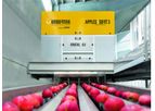 UNISORTING - Model Apples Sort 3 - Apple Sorting and Grading Systems