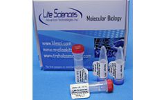 AMV - Reverse Transcriptase in Trehalose