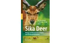 Sika Deer