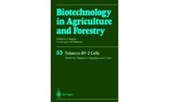Tobacco BY-2 Cells