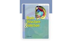 Brain Structure and Function