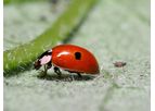 Biobest - Adalia Bipunctata System
