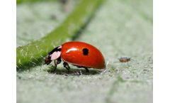 Biobest - Adalia Bipunctata System