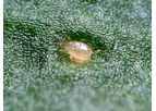 Biobest - Model ABS - Amblyseius Cucumeris Breeding System