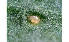 Biobest - Model ABS - Amblyseius Cucumeris Breeding System