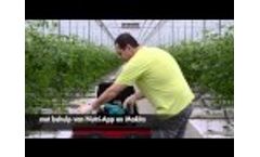 Succeeding with Macrolophus from Biobest - Video - Video