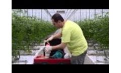 Successful Biocontrol with Macrolophus from Biobest  - Video