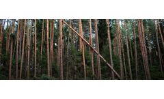 Tree Trimmers for Vegetation Management