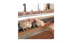 Side Belt Egg Gathering Systems