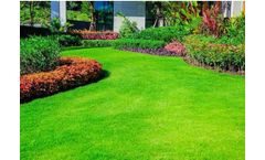 How to Choose the Best Grass Seed for your Area