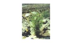 Bare Root Planting Services