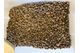 Kimseed Australia Pty Ltd