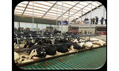 Agriprom - Dream Mattress