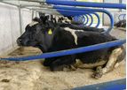 Agriprom - Release Hybrid Cubicle Free Stall