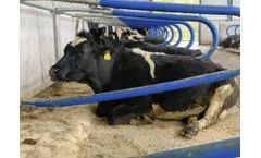 Agriprom - Release Hybrid Cubicle Free Stall