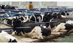 Agriprom - Agriflex Energetic Latex Mattress