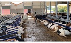Release Flexible Free Stall in Groenlo - Netherlands - Video