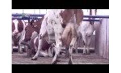 Calf Tel Hutches - Video