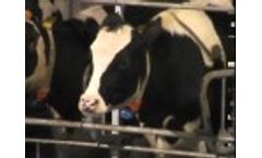 BouMatic STREAMLINE Rotary Milking System Video