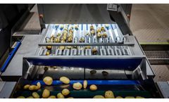 Potato Processing Explained: From Intake to Packing