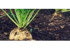 Keith-Mount - Sugar Beet Fertiliser