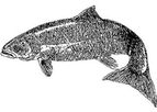 E.F.S. - Salmon Oil