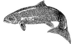 E.F.S. - Salmon Oil