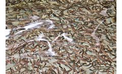 Ovapiscis - Incubation Process