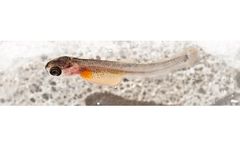 Ovapiscis - Genetics