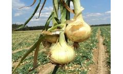 Nicholson Star - Onion Lifters