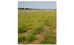 Native Grasses