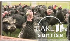 Minnesota Farmers Use Laser Technology to Fight Against the Avian Flu - Video
