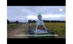 Automated Bird Laser at Summerhill Road Vineyard, Australia Video