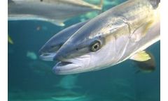 Aquaculture Consulting Services