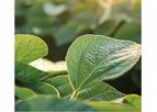 Enlist - Model E3 - Soybeans