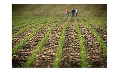 LibertyLink Gene - Soybeans