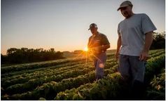 Pioneer - Glyphosate Tolerant Soybeans