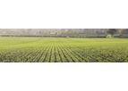 Consistent Crops Services