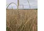 Agronomy Services