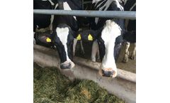 Animal Nutrition Services