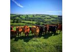 Livestock Integration Services
