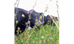Herbal Leys