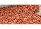 Seed