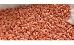 Seed
