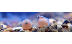 Aquaculture and Fishing Solutions for Aquatic Broodstock Stress & Welfare Management -