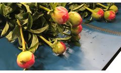 Havatec Quality Buncher 2.0 with Peonies - Video