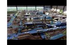 TulipStar Lines - Video
