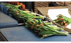 Quality Buncher Tulips - Video