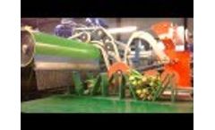 TulipStar 2012 - (Bundling and sorting tulips) Video